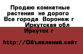 Продаю комнатные растения  не дорого - Все города, Воронеж г.  »    . Иркутская обл.,Иркутск г.